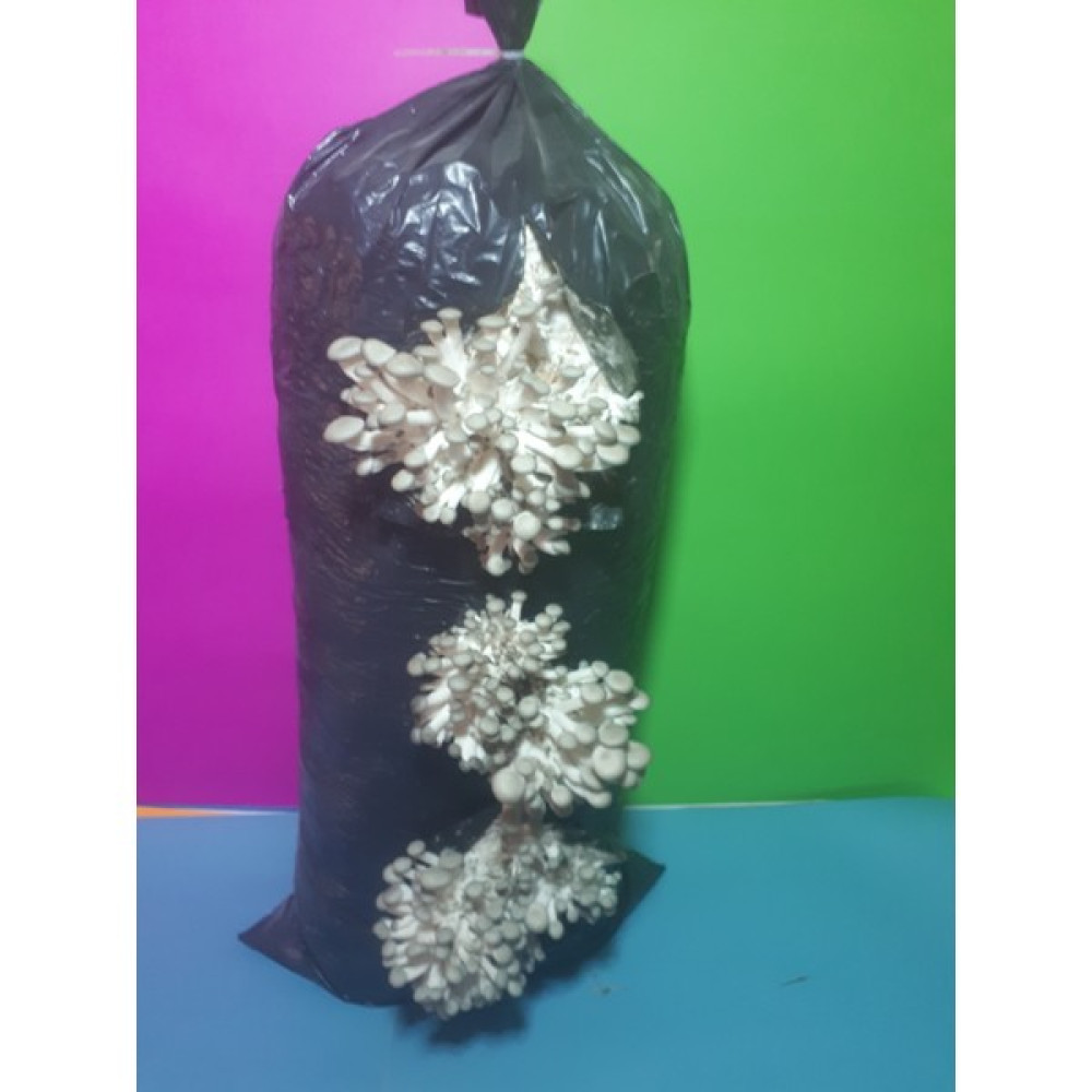 Arnego 12 Lt Siyah Poşet Istiridye Mantar Kompost - 6 kg Tohum Fiyatı