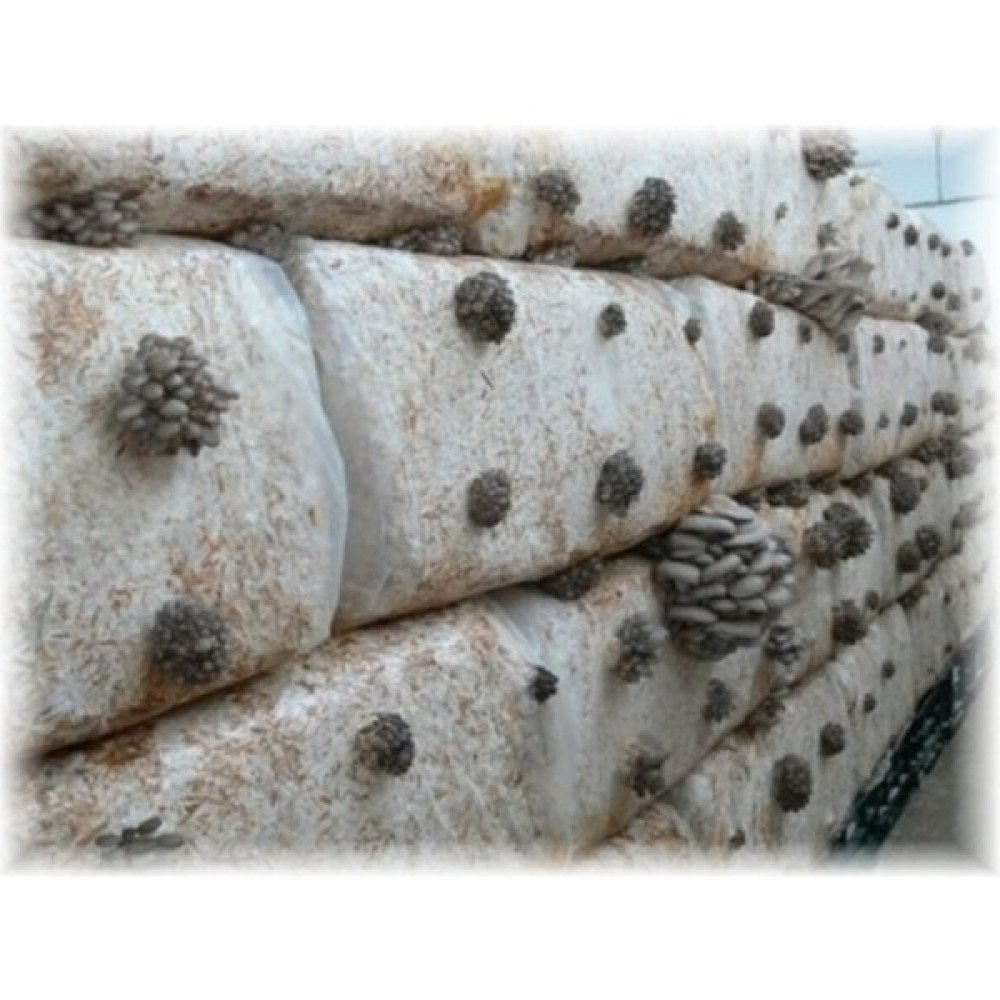 Arnego Gri Istiridye Mantar Kompost 6 Lt 3 kg - 20000 Adet Tohum Fiyatı