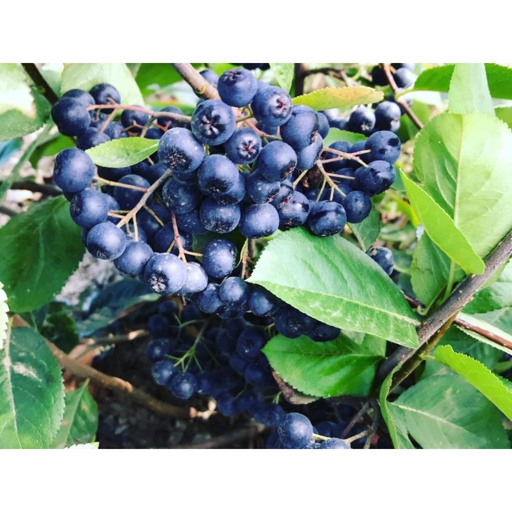 Aronya Doğal Kurutulmuş Aronya Meyvesi 500 gr Kuru Meyve Fiyatı
