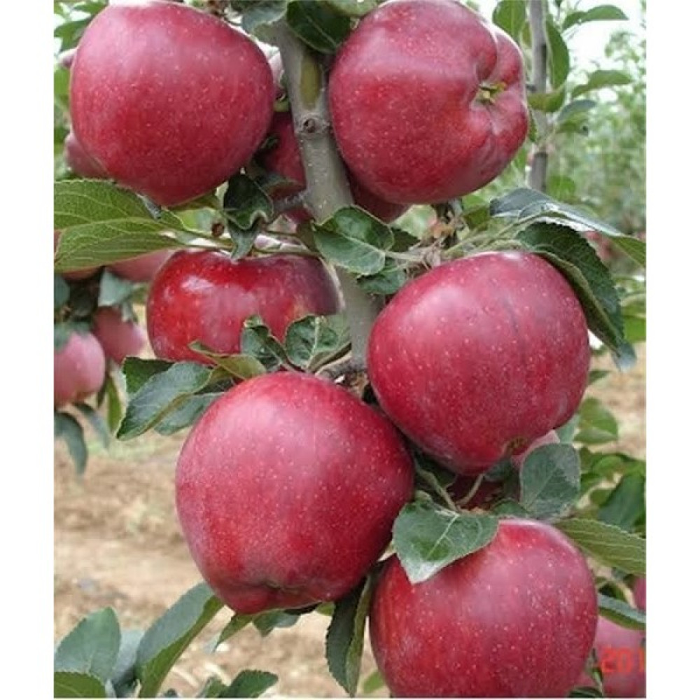 Aryöre Tarım Aşılı Açık Köklü Starking Delicious Elma Fidanı - Standart Fidan Fiyatı