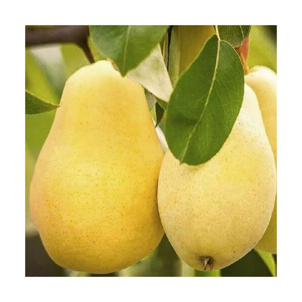 Aryöre Tarım Aşılı Tüplü Limon Armut Fidanı - Standart Fidan Fiyatı