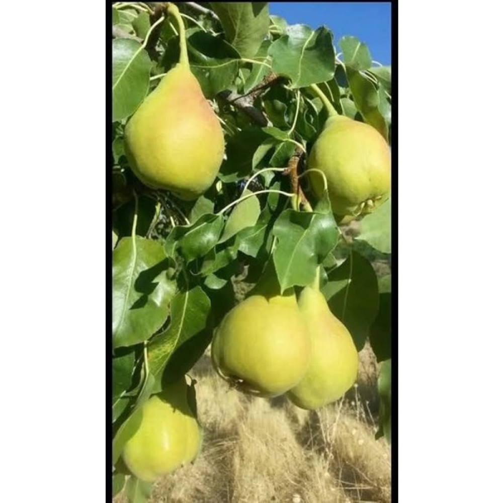 Aryöre Tarım Aşılı Tüplü Malatya Bal Armut Fidanı - Standart Fidan Fiyatı