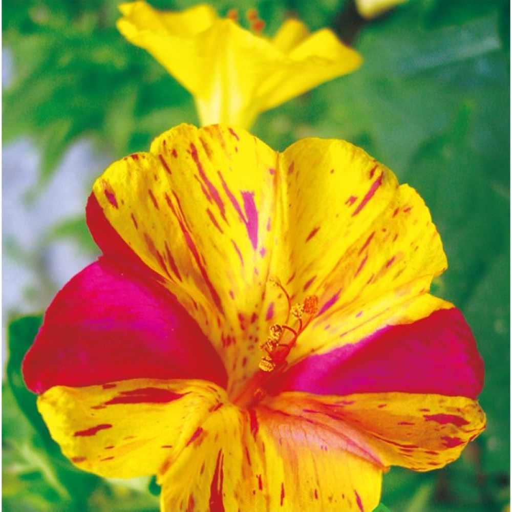 Arzuman Akşam Sefası (Mirabilis Jalapa) Çiçek Tohumu 25 Adet Tohum Fiyatı