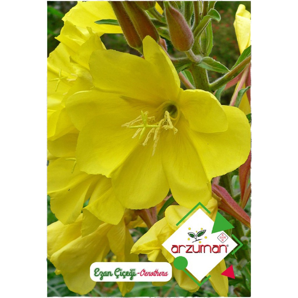 Arzuman Ezan Çiçeği Oenothera 100'lü - 100 Adet Tohum Fiyatı