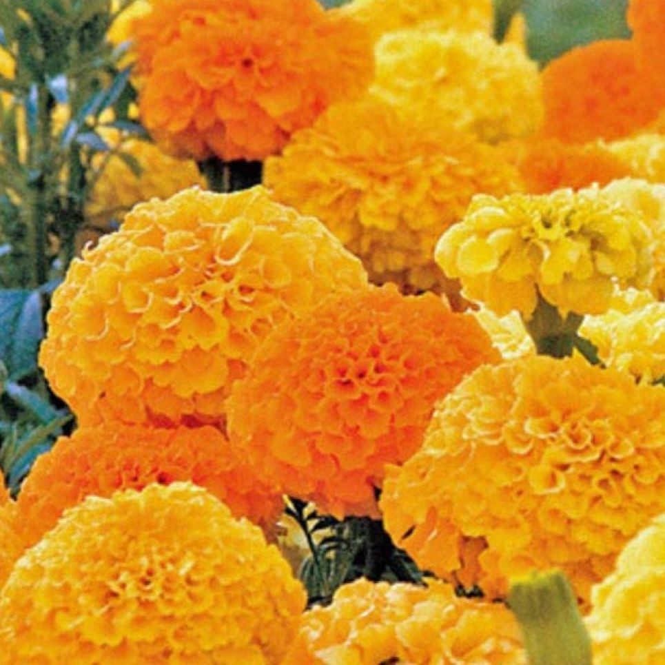 Arzuman Kadife Tohumu Yerli Tagetes L. 50 Adet Tohum Fiyatı
