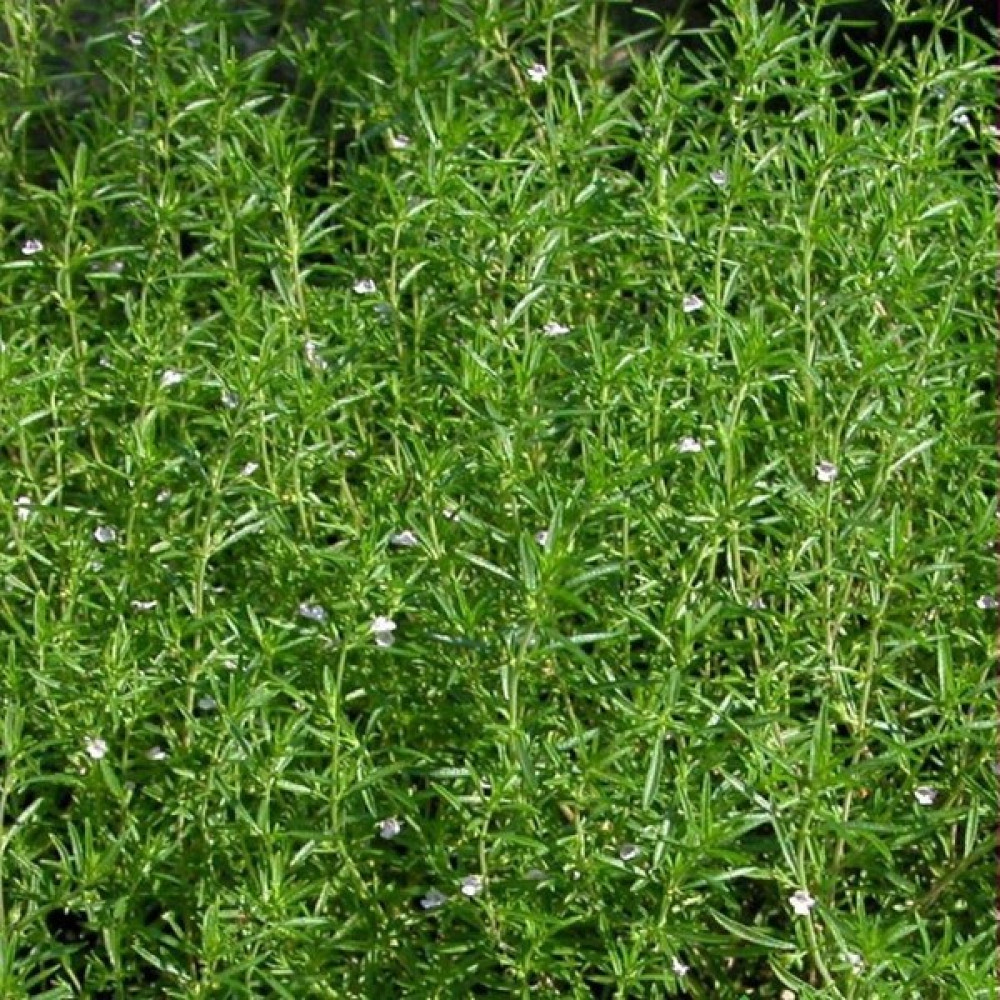 Arzuman Kekik Tohumu Yerli Satureja Hortensis 100 Adet Tohum Fiyatı