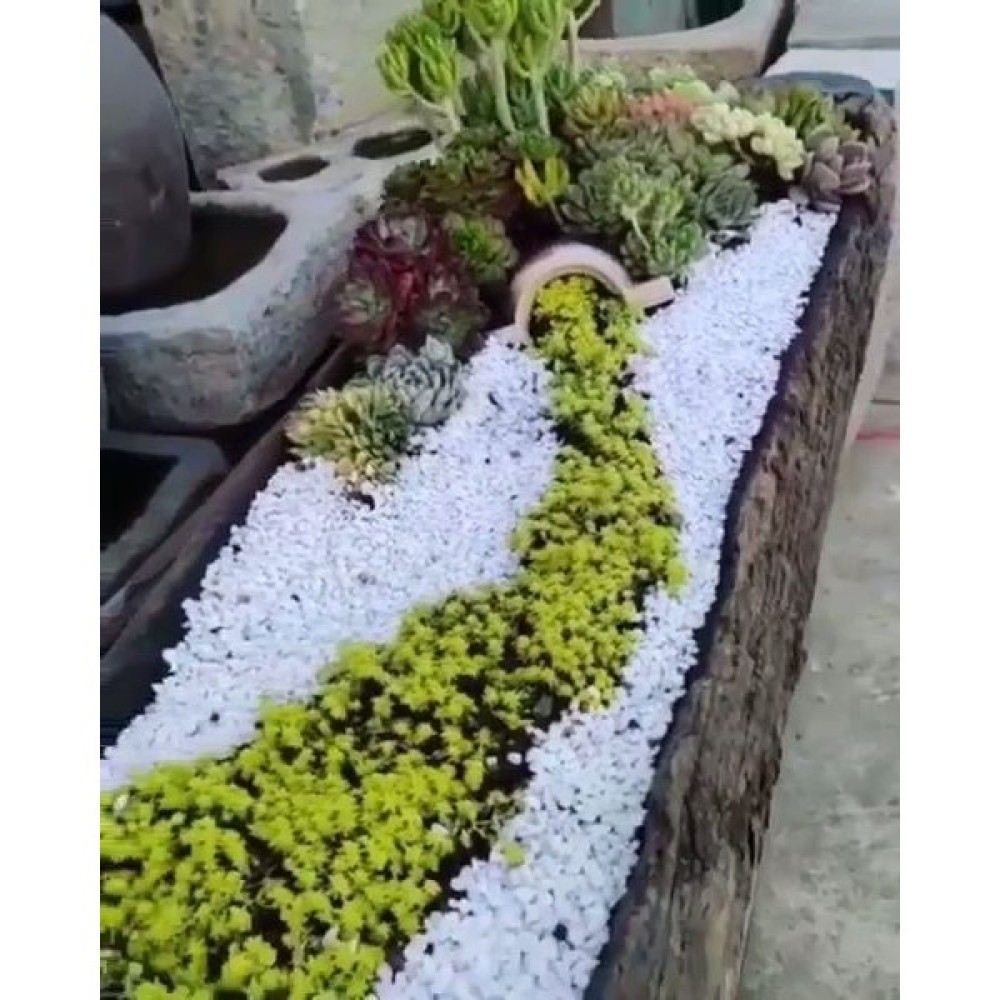 Asenya Beyaz Dolomit Taş 5 kg 2-4 cm Dere Çakıl Taşı Bahçe Süs Taşı Saksı Teraryum Taşı Akvaryum Taşı Dekoratif Bahçe Ürünleri Fiyatı