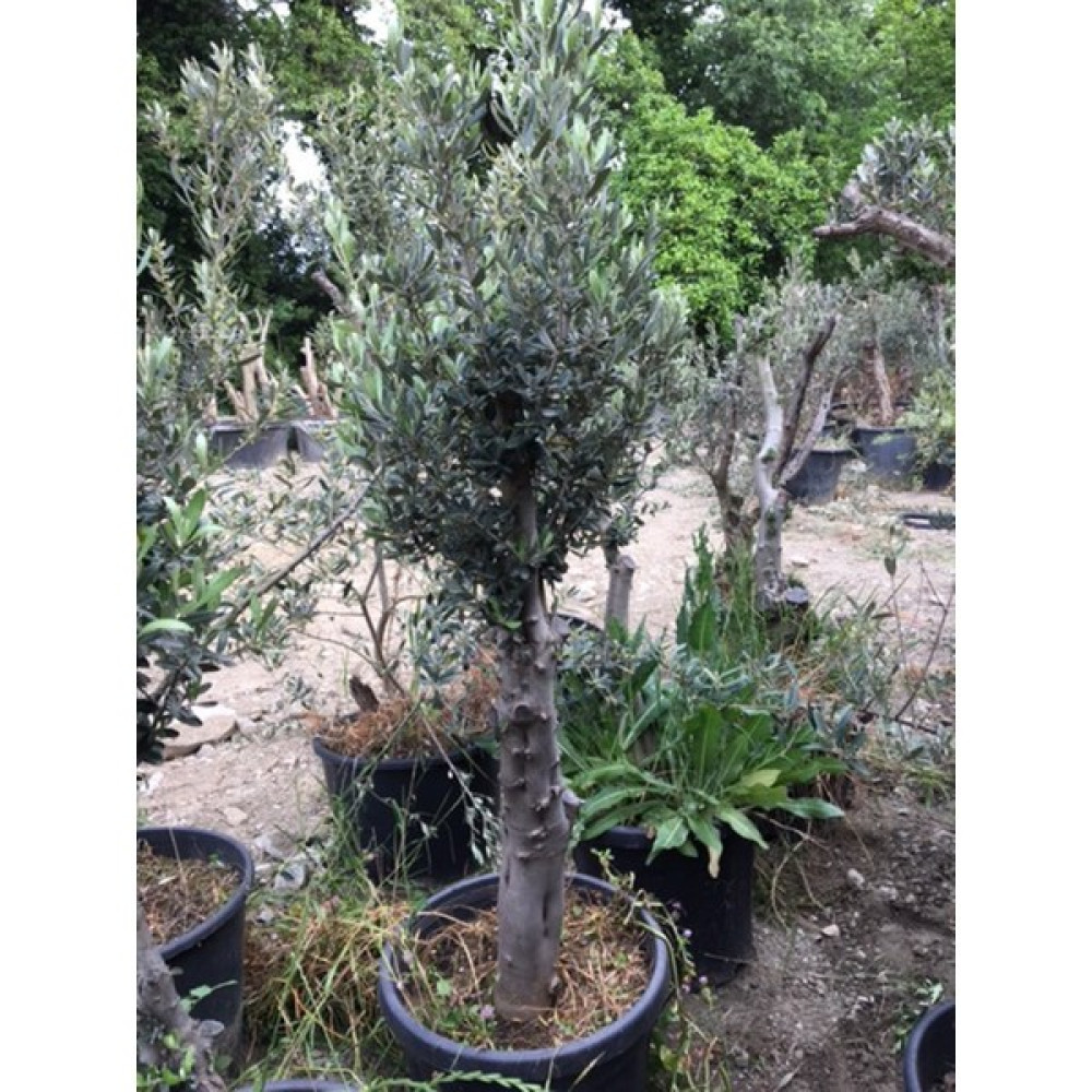 Ases 10-15 Yaş Gemlik Zeytin Ağacı Boy 120-150 cm - Yok Fidan Fiyatı
