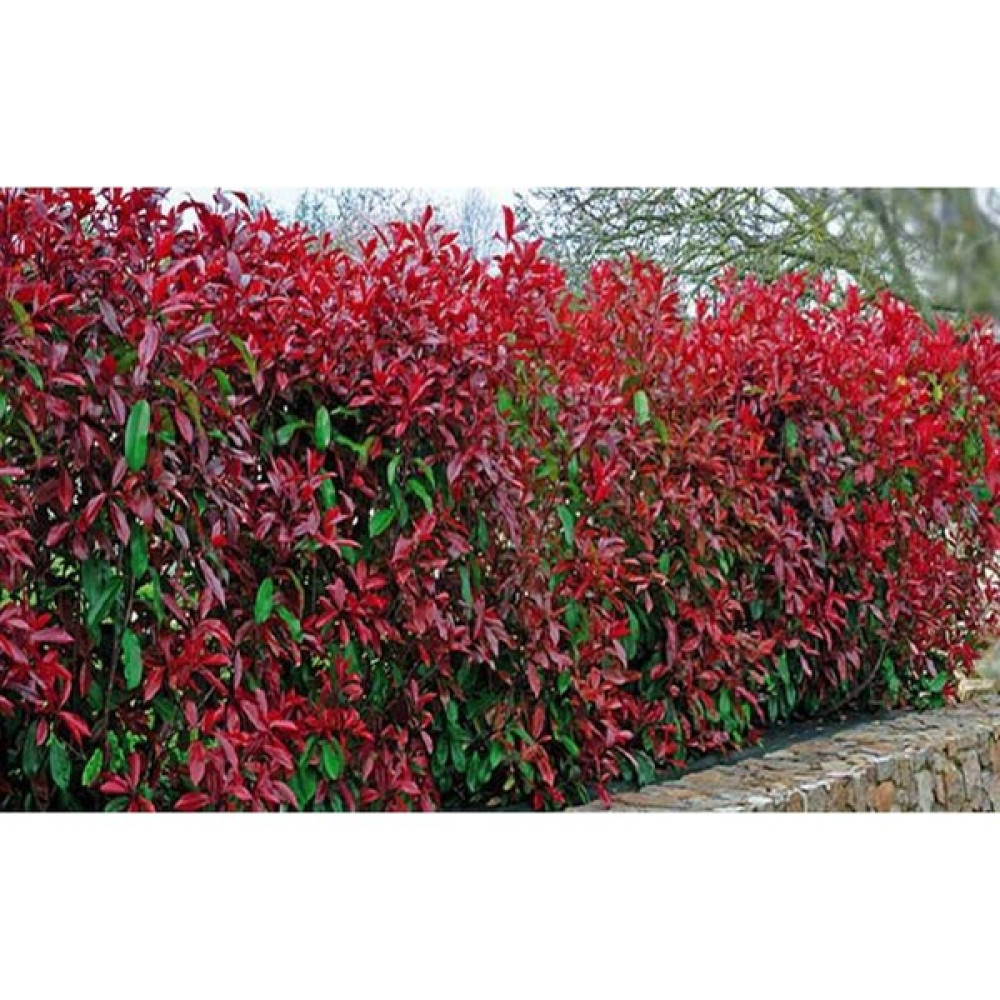 Ases 2 Adet Alev Çalısı (Photinia Red Robin) 70-100 cm Fidan Fiyatı
