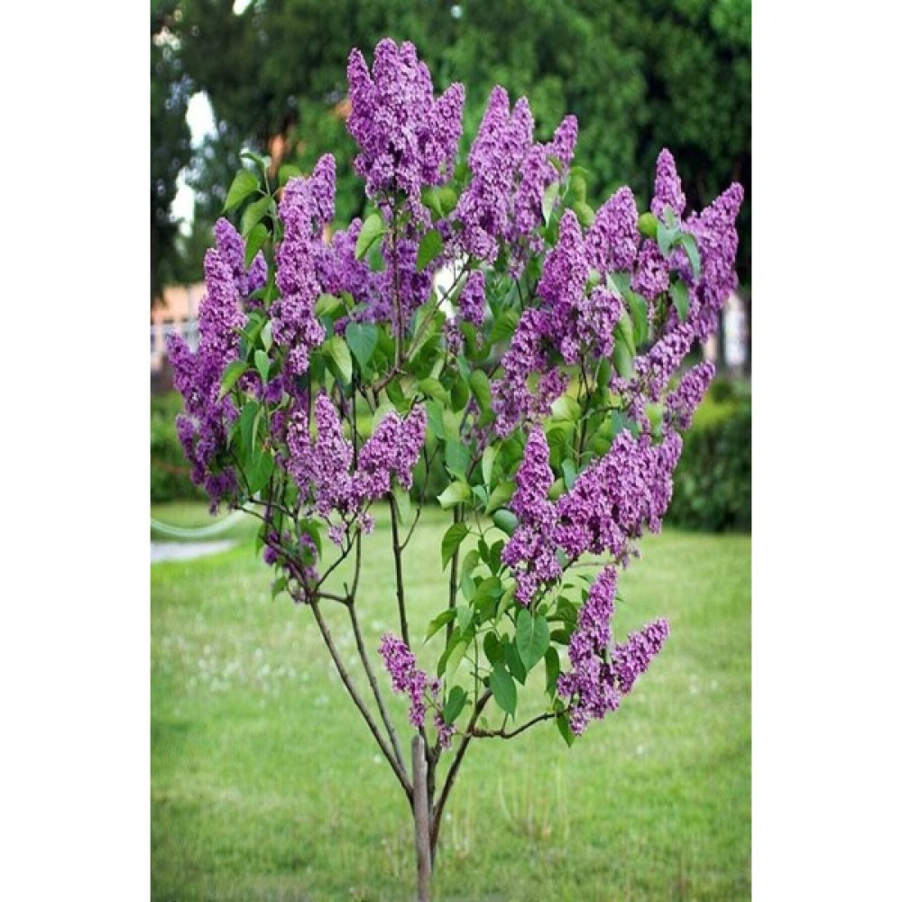 Ases 2 Adet Leylak Fidanı(Syringa Chinensis ) Büyük 1 Metre Saksılı Fidan Fiyatı