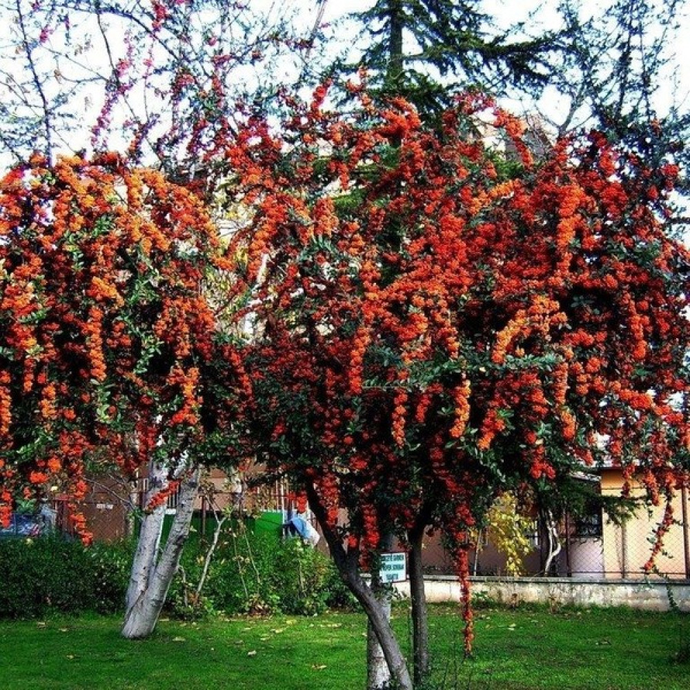 Ases 4 Adet Saksıda Ateş Dikeni (Pyracantha) Fidanı (80-110 Cm) JMPUWX38 Fidan Fiyatı