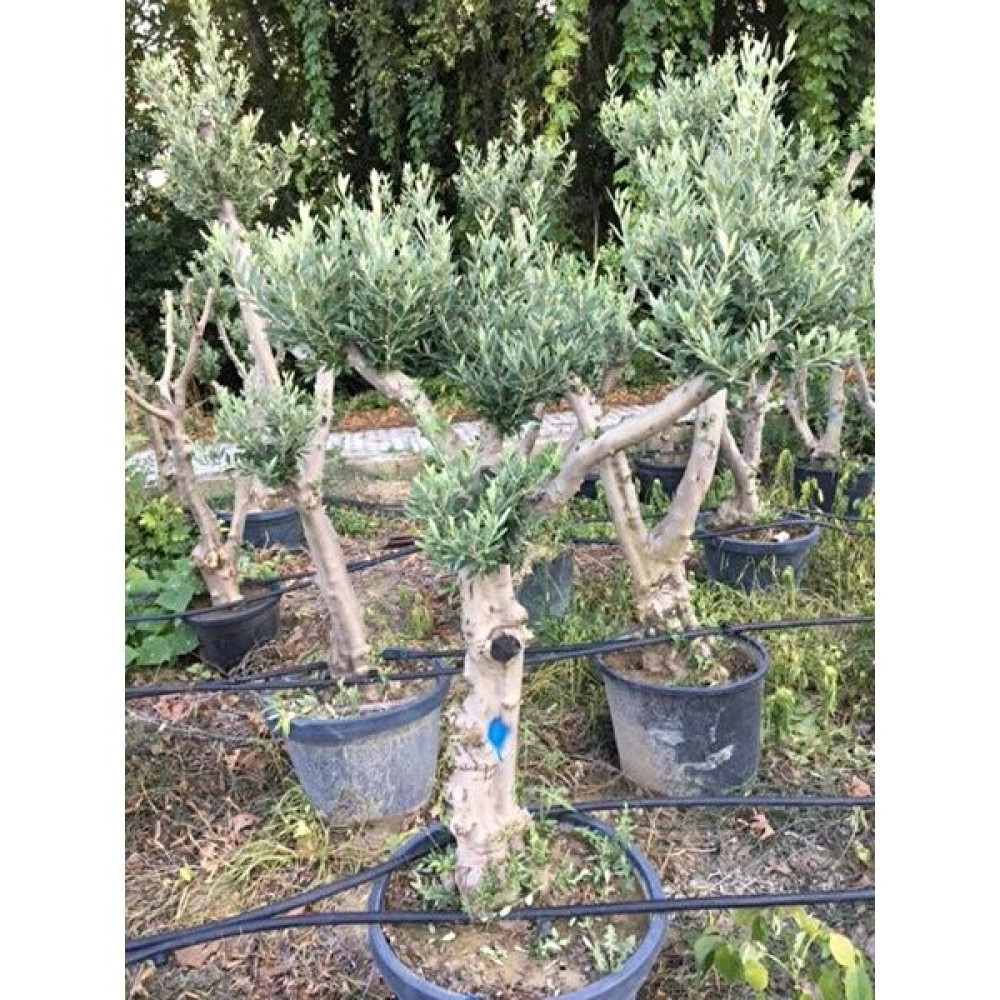 Ases Saksıda 20-25 Yaş Gemlik Zeytin Ağacı Boy 170-200 cm Fidan Fiyatı