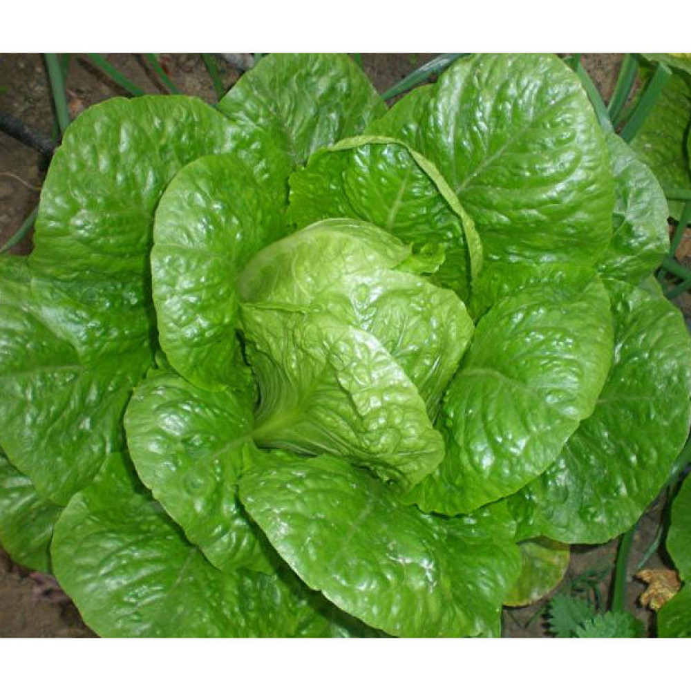 Asgen YediKule Marul Tohumu 25 Gr Tohum Fiyatı