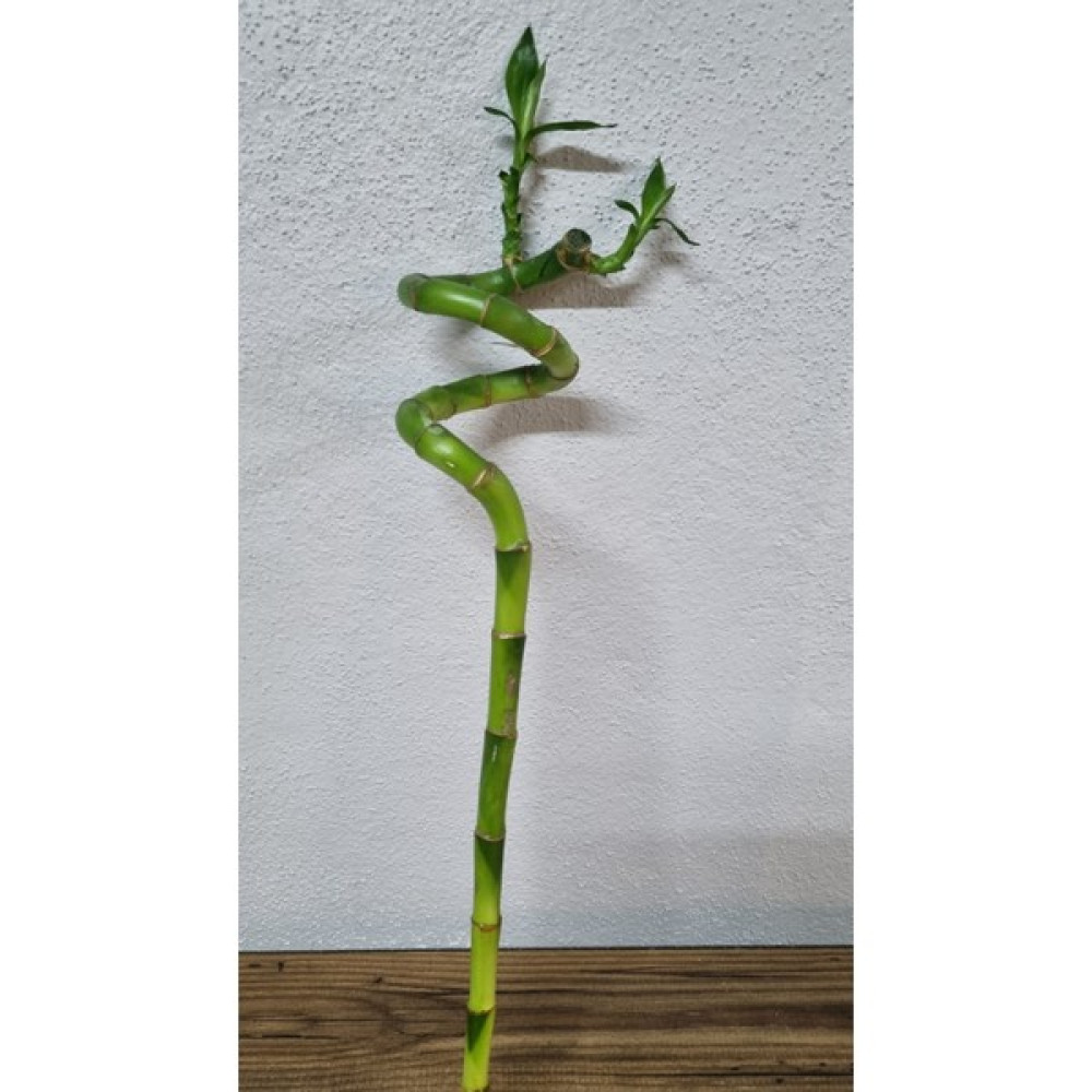 Asi Bamboo Oto Boyaları Fiyatı