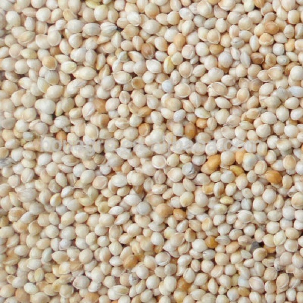 Aslımlar Ak (Beyaz) Darı 15 kg Kuş Yemi Oto Boyaları Fiyatı
