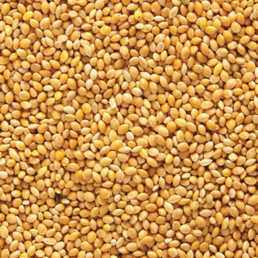 Aslımlar Sarı Darı 5 kg Kuş Yemi Evcil Hayvan Ürünleri Fiyatı