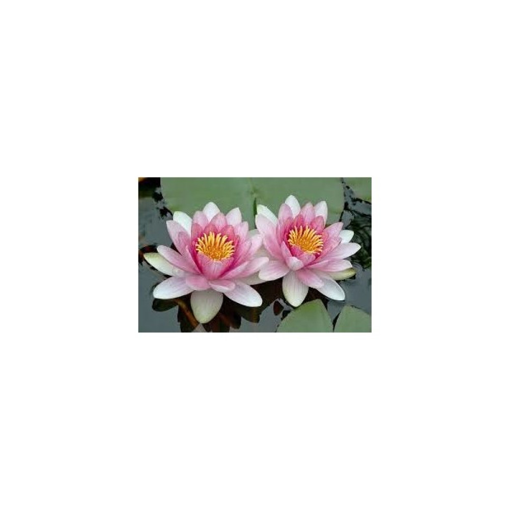 Ata Tohumculuk 2 'li Tohum Nadir Bulunan Pembe Lotus Çiçeği Tohumu Lotus Su Çiçeği Tohumu Nilüfer Çiçeği Tohumu - 2 Adet Tohum Fiyatı