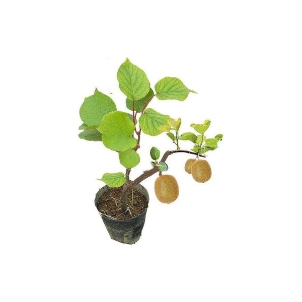 Ata Tohumculuk 5 Adet Tohum Bodur Kivi Bonsai Ağacı Tohumu Saksı Topraklı Saksı ve Aksesuarları Fiyatı