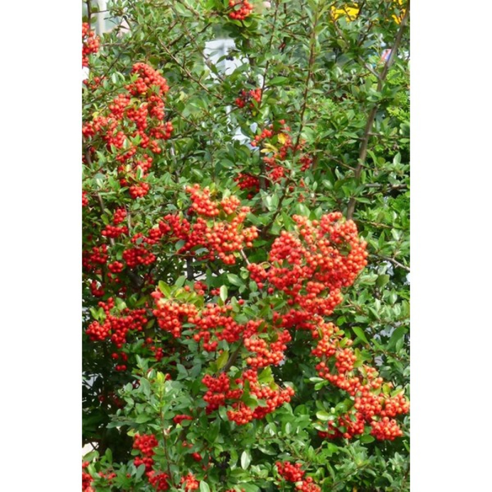 Ateş Dikeni Saksı 20~40 cm Oto Boyaları Fiyatı