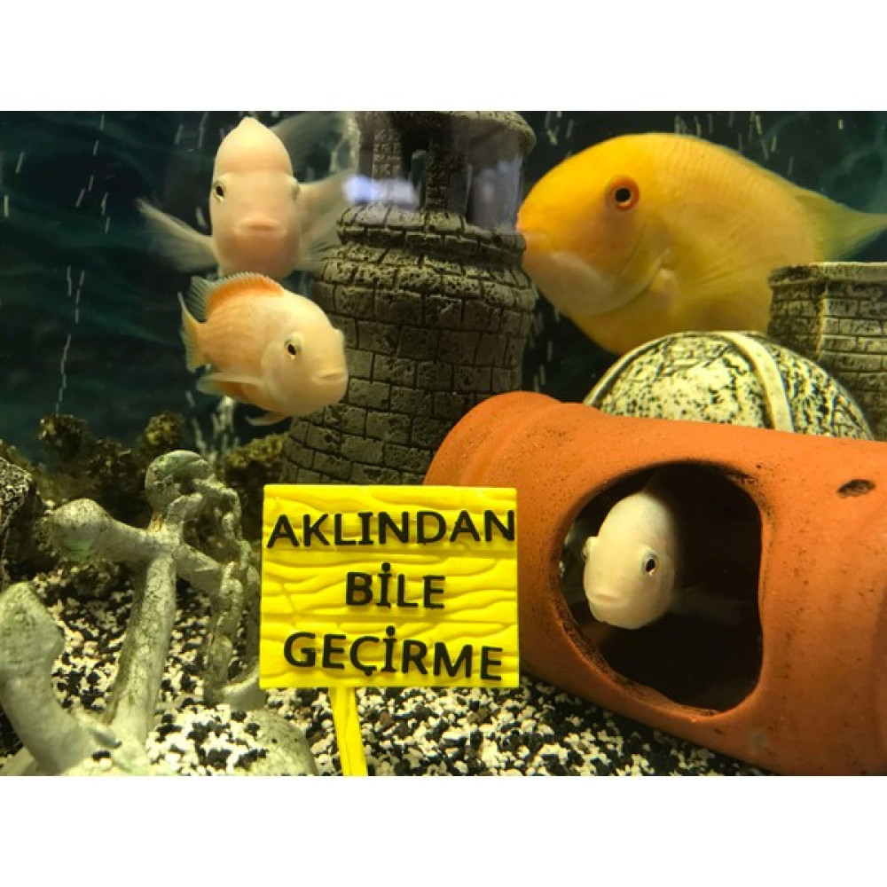 ATG Store Akvaryum Dekoru - Aklından Bile Geçirme Yazısı Evcil Hayvan Ürünleri Fiyatı