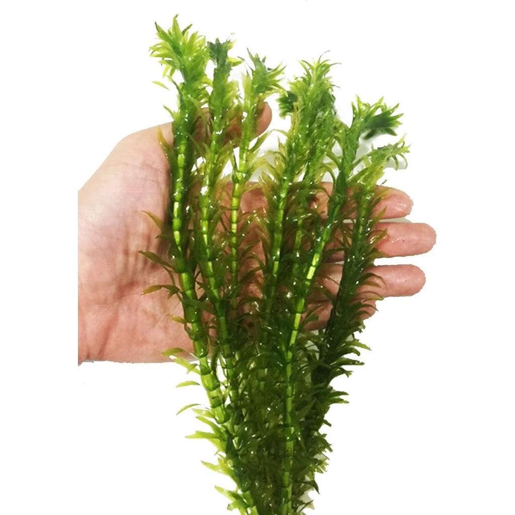 Atılım Akvaryum Akvaryum Bitkisi Elodea Densa 10 Dal Evcil Hayvan Ürünleri Fiyatı