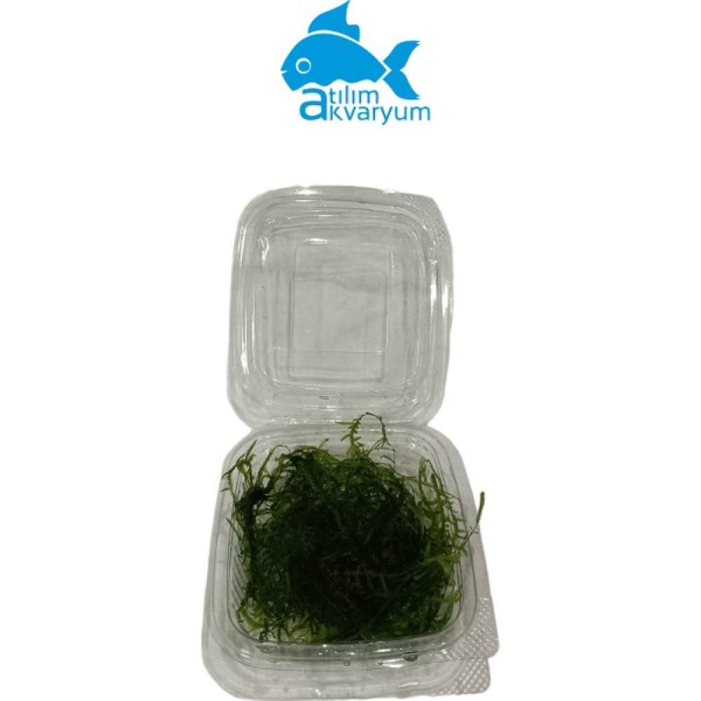 Atılım Akvaryum Moss Akvaryum Bitkisi (Demet) Evcil Hayvan Ürünleri Fiyatı