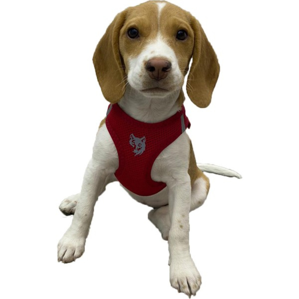Att Stil Tekstil Köpek Göğüs Tasması Bordo - XS Evcil Hayvan Ürünleri Fiyatı