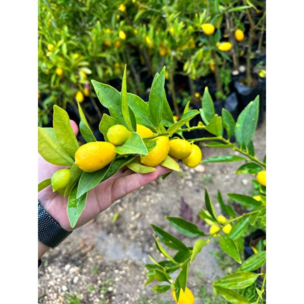 B Shopping Tüplü Aşılı Limon Kamkat (Limequat) Fidanı 2 Yaş 80-120 cm Fidan Fiyatı