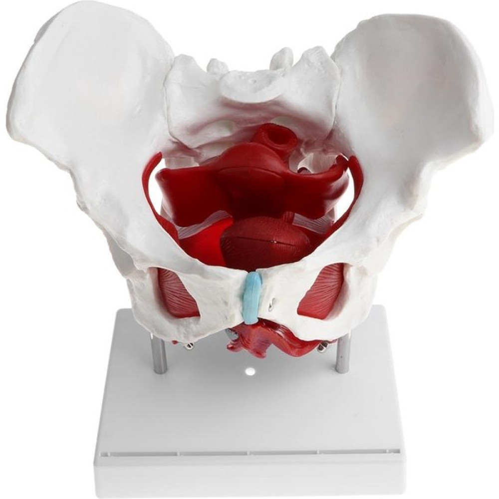 Bağ Kasları ve Organları ile Dişi Pelvis Modeli | Pelvis Iskelet Modeli | Insan Modelleri - Gri Eğitici Oyuncak Fiyatı