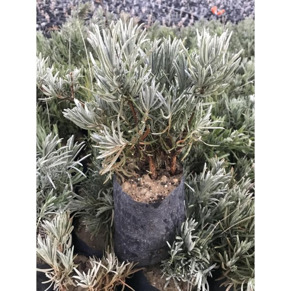 Bahçe Tipi Lavanta Fidanı 2 Adet 15-25 cm Intermedia Fidan Fiyatı
