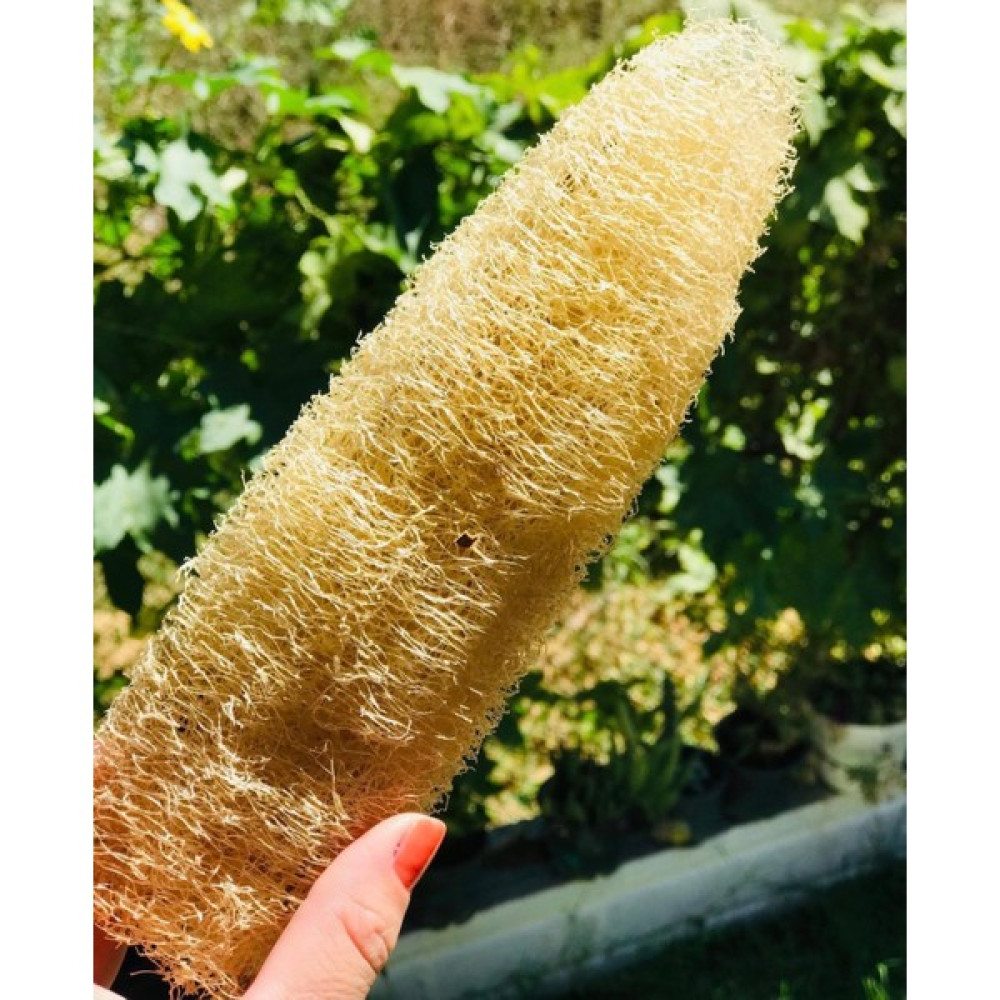 Bahçemden Köy Ürünleri Kabak Lifi Hamam Kesesi 20-30 cm - Altın Oto Boyaları Fiyatı