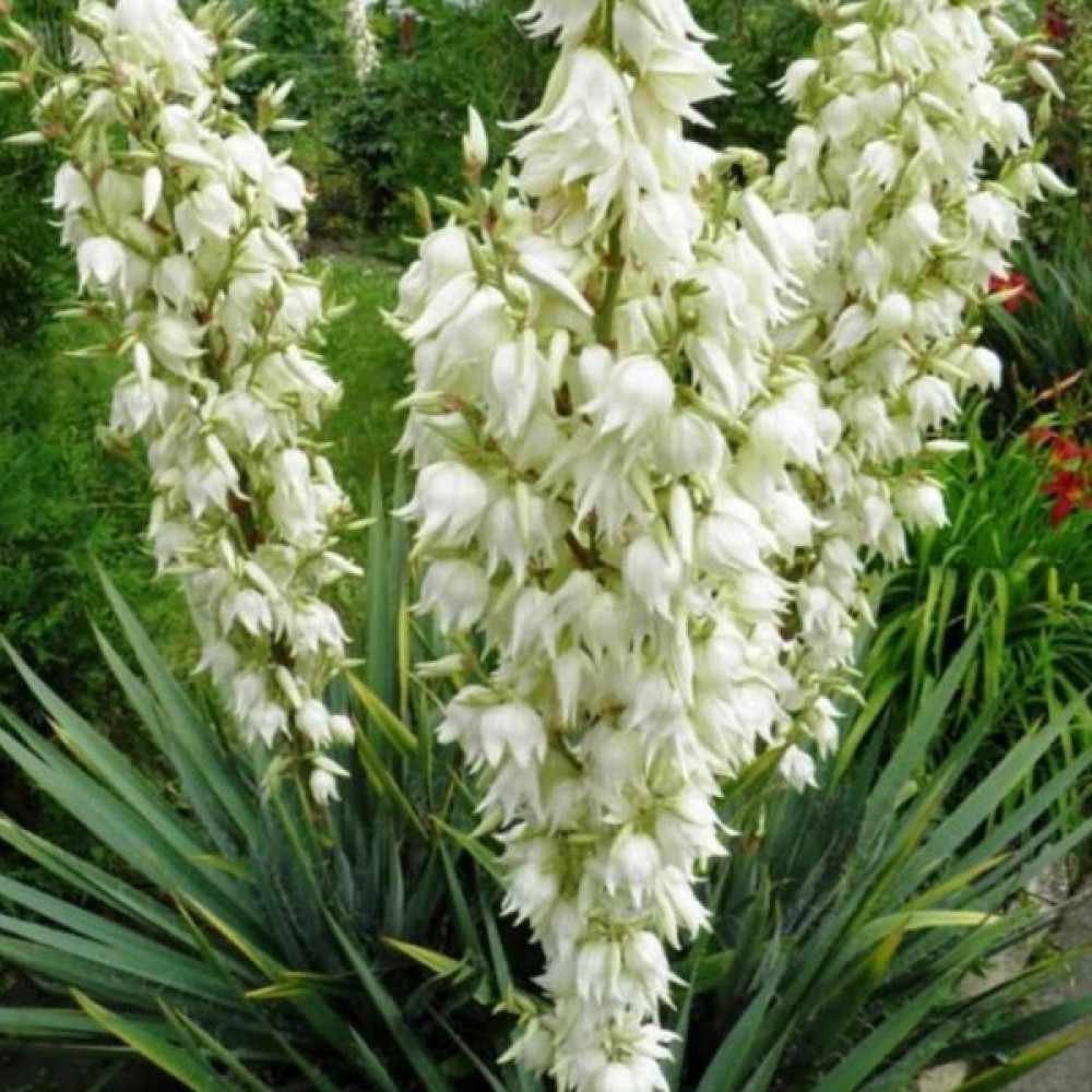 Bahçevilya Avize Çiçeği Yucca Filamentosa Bitki Fiyatı