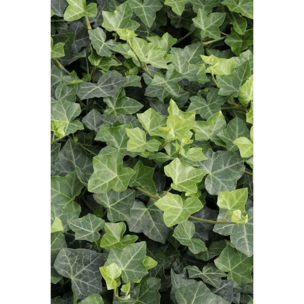 Bahçevilya Duvar Sarmaşığı ( Hedera Helix ) 20-50CM Kaya Sarmaşığı Fidanı Bitki Fiyatı