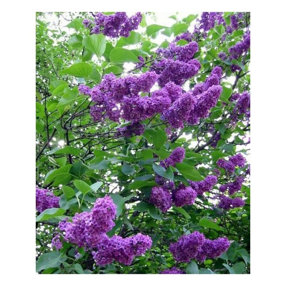 Bahçevilya Leylak Ağacı Fidanı[syringa Chinensis ) Bitki Fiyatı