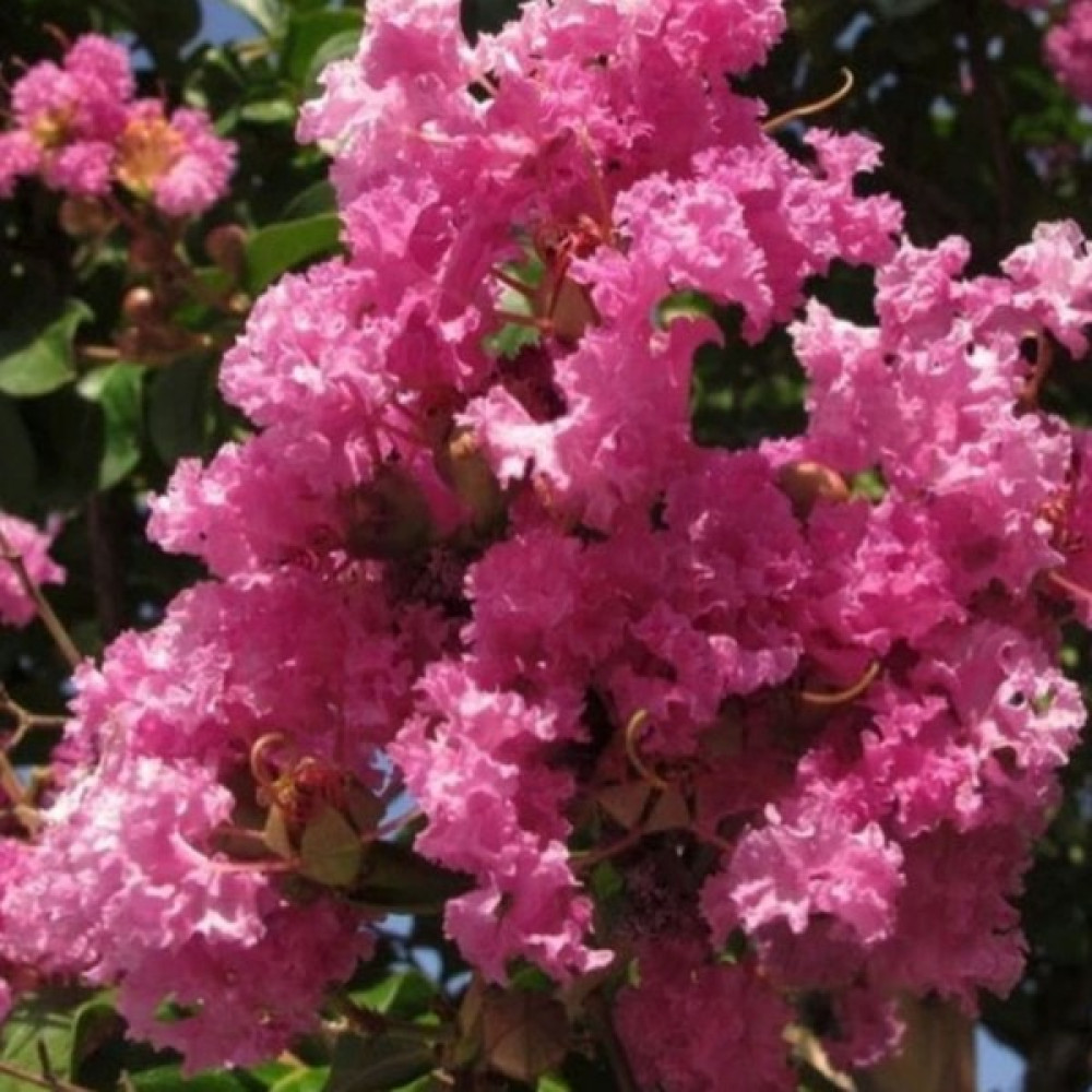 Bahçevilya Pembe Oya Ağacı Fıdanı 80 cm Saksılı Bitki Fiyatı