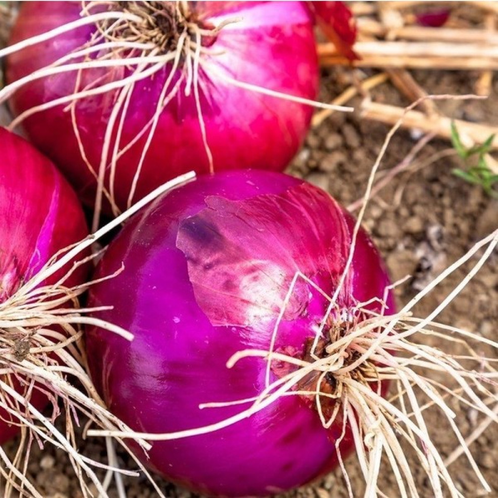 Baktar Doğal Red grano Soğan Tohum 50 Tohum - 50 Adet Tohum Fiyatı