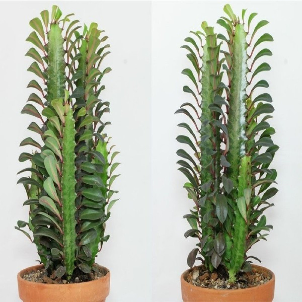 Baktar Euphorbia Trigona Green Yeşil Süt Kaktüs (5.5 Luk Saksıda) Bitki Fiyatı