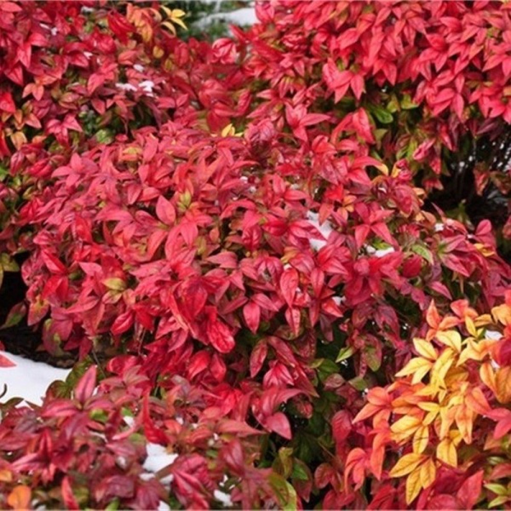 Baktar Tüplü Nadir Cennet Bambusu Nandina Domestica Fidanı Oto Boyaları Fiyatı
