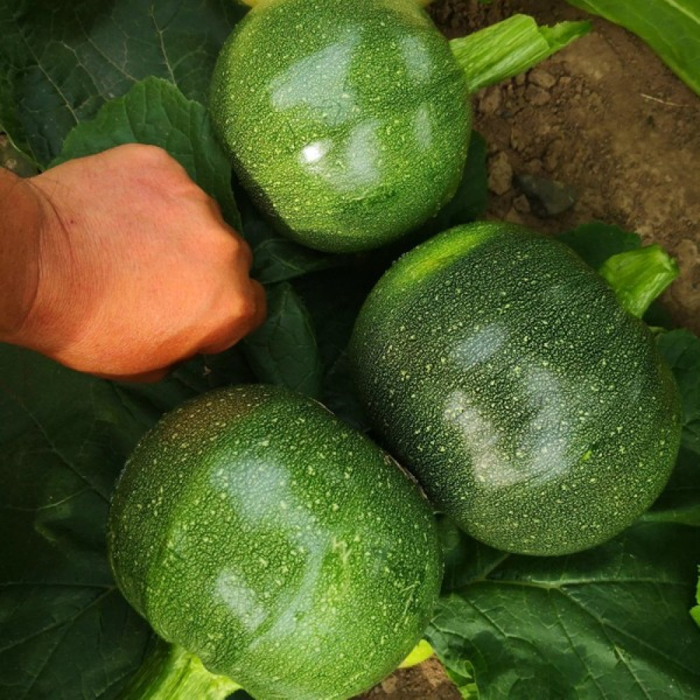 Baktar Yazlık Dolmalık Topak Kabak Tohumu 10 Tohum - 10 gr Tohum Fiyatı