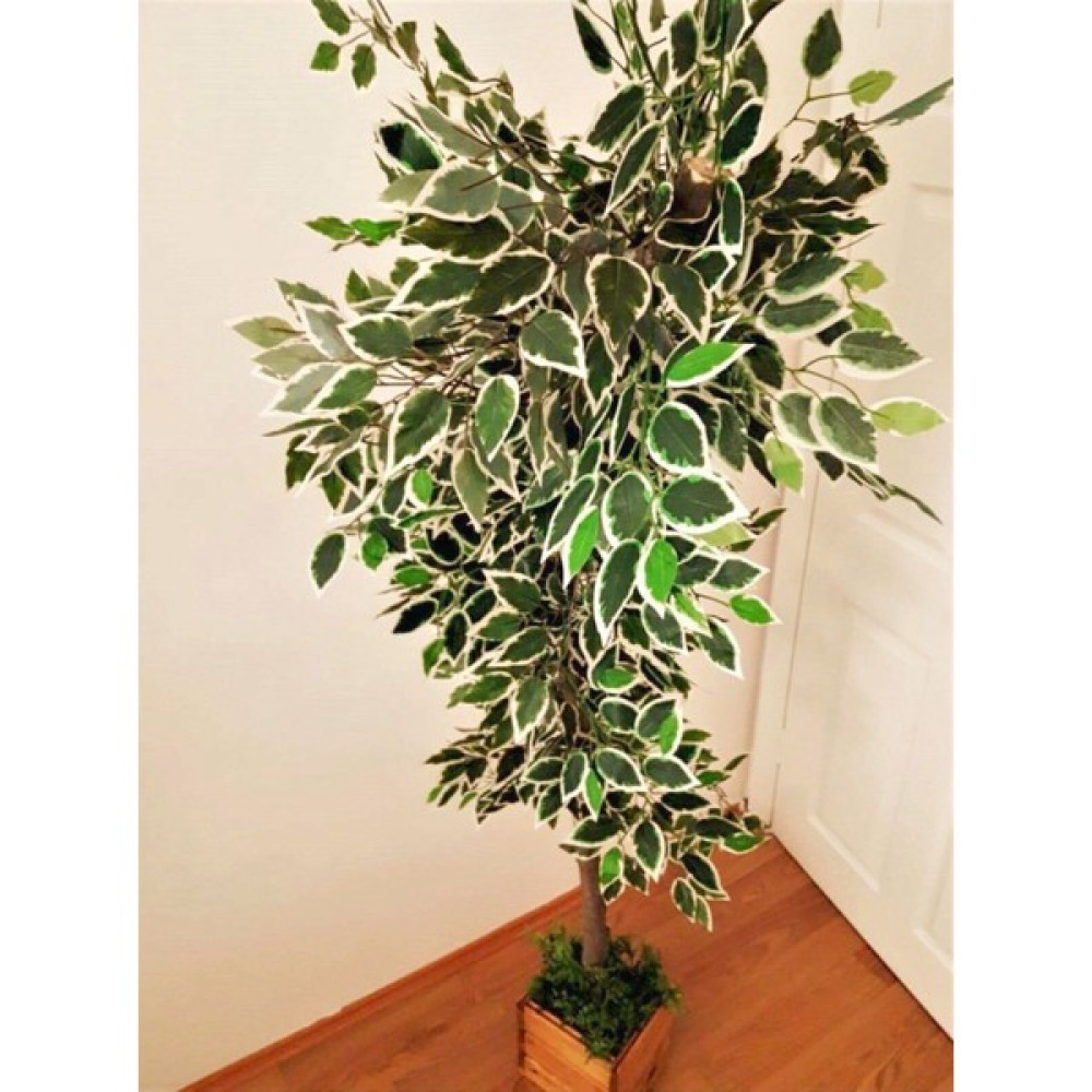 Bambu Yapay Ficus Benjamina Ağacı 1.70 m Boy Islak Doku Benjamin Ağaç Ev & Dekorasyon Aksesuarları Fiyatı