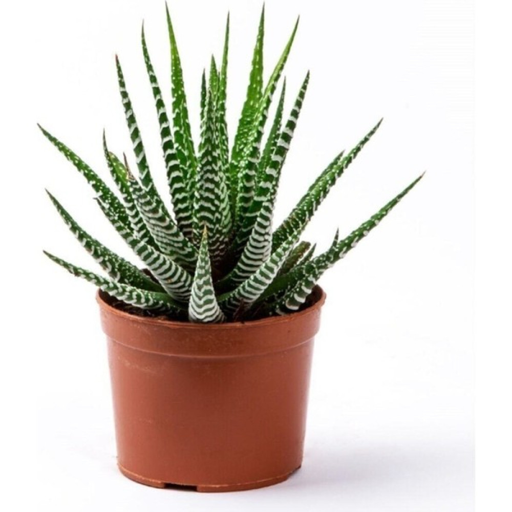 Barış Kaktüs Sukulent Haworthia Fasciata Yılan Derisi Zebra - Yok Bitki Fiyatı