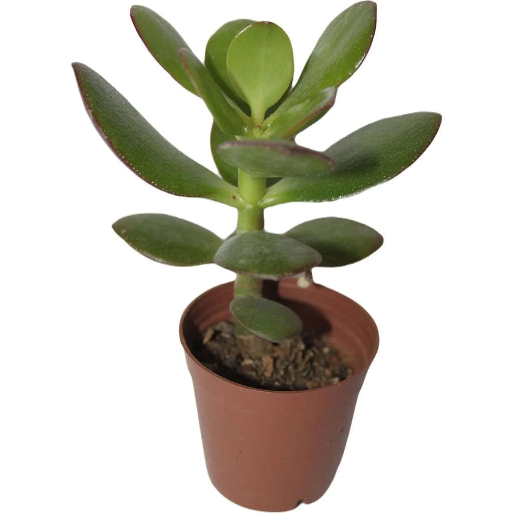 Bayraktar Şans ve Para Çiçeği Crassula Ovata Tekli 5.5 cm Saksıda Saksı ve Aksesuarları Fiyatı