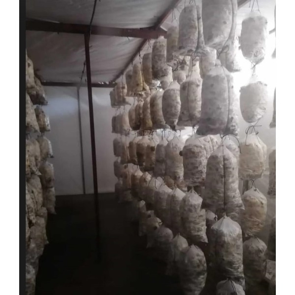 Belirtilmemiş 8 Lt 4 kg Istiridye Mantarı Miseli Tohum Kompostu Mantar Vermeye Hazır Durumda - 1 kg Tohum Fiyatı
