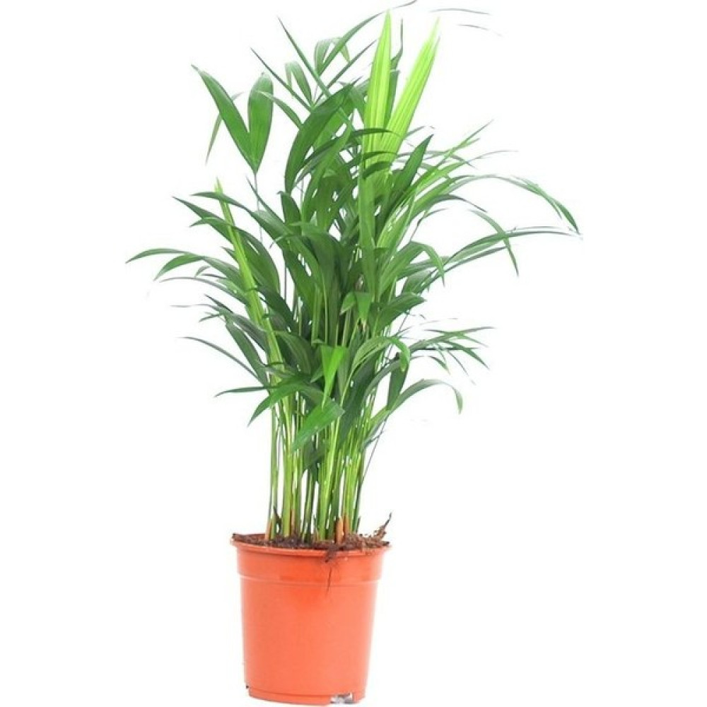 Berceste Peyzaj Areka Bitkisi (Areca Lutescens 60-80 Cm - Salon Palmiyesi) Bitki Fiyatı