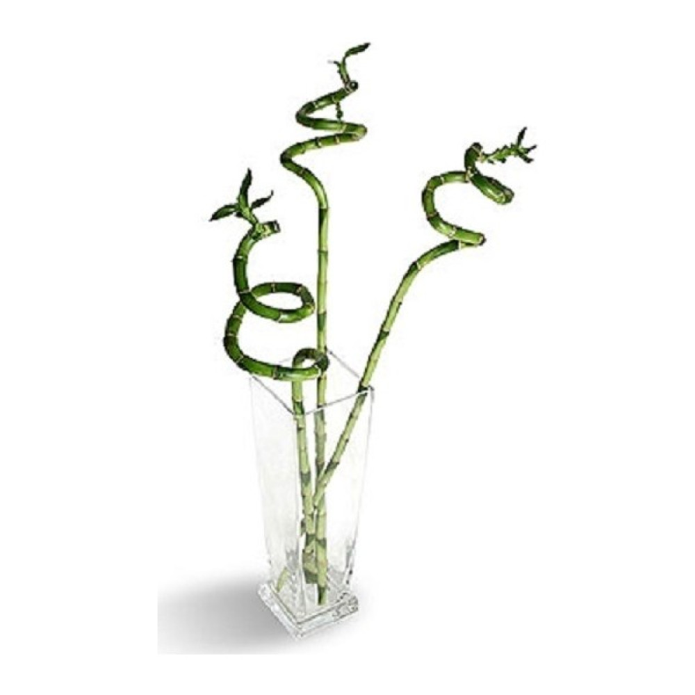 Berceste Peyzaj Bambu, Bamboo Şans Mutluluk Feng Shui 60 Cm 5 Adet Ev Bitkisi, Ofis Salon Bitkisi Bitki Fiyatı
