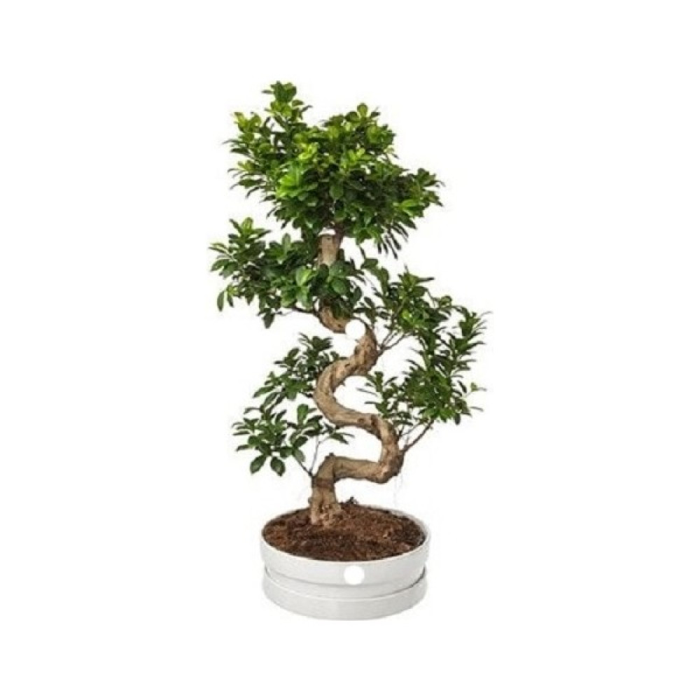 Berceste Peyzaj Bonzai, Bonsai S Gövde 100 Cm, Ev Bitkisi, Ofis Salon Bitkisi Bitki Fiyatı