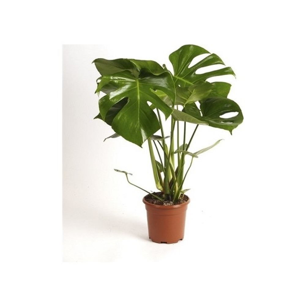 Berceste Peyzaj Deve Tabanı Monstera 40 x 60 cm Ev Bitkisi Bitki Fiyatı