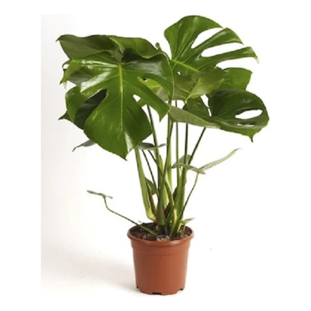 Berceste Peyzaj Deve Tabanı Monstera 40 x 60 cm Salon Bitkisi Ofis Bitkisi Ev Bitkisi Bitki Fiyatı