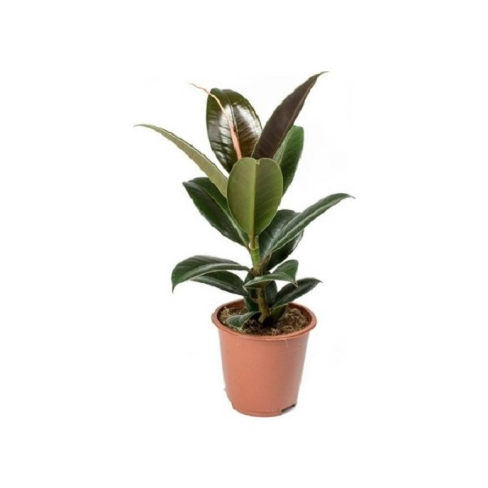 Berceste Peyzaj Kauçuk Bitkisi 50-60 cm Ficus Elastica Ev Bitkisi Ofis Bitkisi Salon Bitkisi Bitki Fiyatı