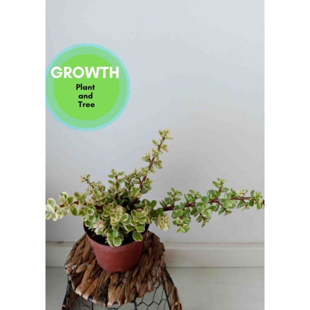 Berceste Peyzaj Portulacaria Afra - Fil Azığı Sukulent Bitki Fiyatı